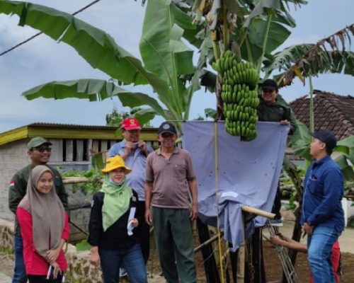 Pengamatan Pisang Lokal Kabupaten Ngawi